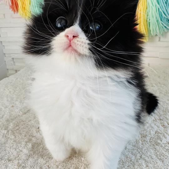 Bounty des Nuits d'Or Femelle Sibérien