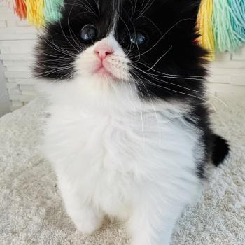 chaton Sibérien black bicolor Bounty Chatterie des Nuits d'Or