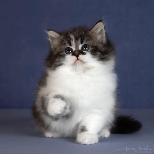 chat Sibérien brown spotted tabby bicolor Diana Nevskiy Modern Chatterie des Nuits d'Or