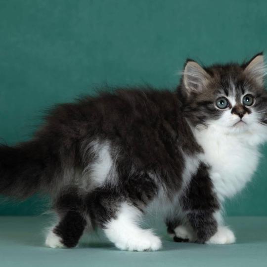 chat Sibérien brown spotted tabby bicolor Diana Nevskiy Modern Chatterie des Nuits d'Or
