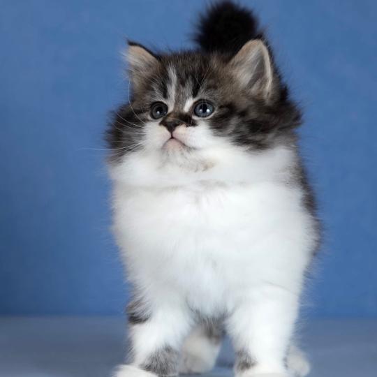 chat Sibérien brown spotted tabby bicolor Diana Nevskiy Modern Chatterie des Nuits d'Or
