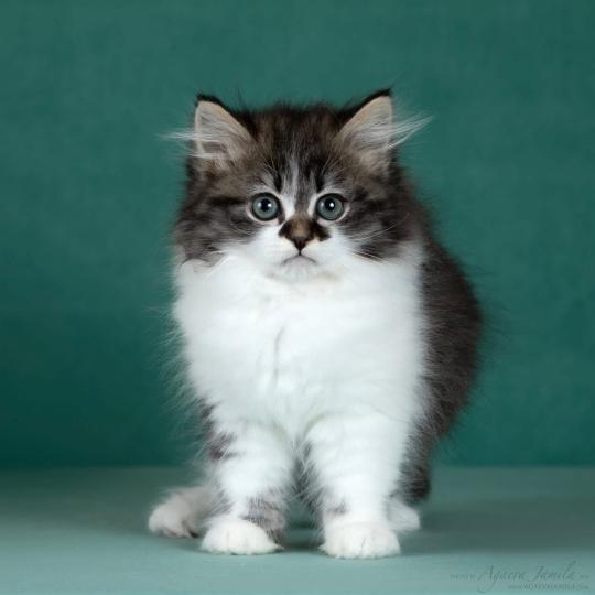 chat Sibérien brown spotted tabby bicolor Diana Nevskiy Modern Chatterie des Nuits d'Or