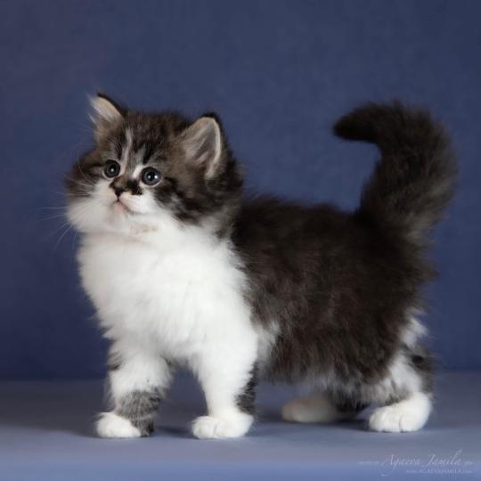 chat Sibérien brown spotted tabby bicolor Diana Nevskiy Modern Chatterie des Nuits d'Or