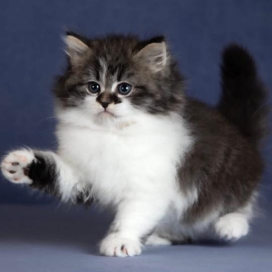 chat Sibérien brown spotted tabby bicolor Diana Nevskiy Modern Chatterie des Nuits d'Or