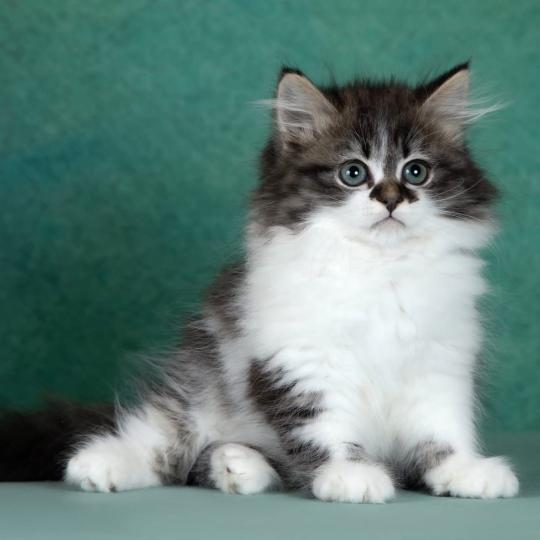 chat Sibérien brown spotted tabby bicolor Diana Nevskiy Modern Chatterie des Nuits d'Or