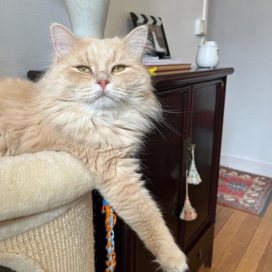 Haroon Phantom Cats Mâle Sibérien