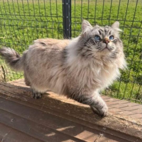 chat Sibérien seal tabby point NEFRYT KOCI GAJ*PL Chatterie des Nuits d'Or