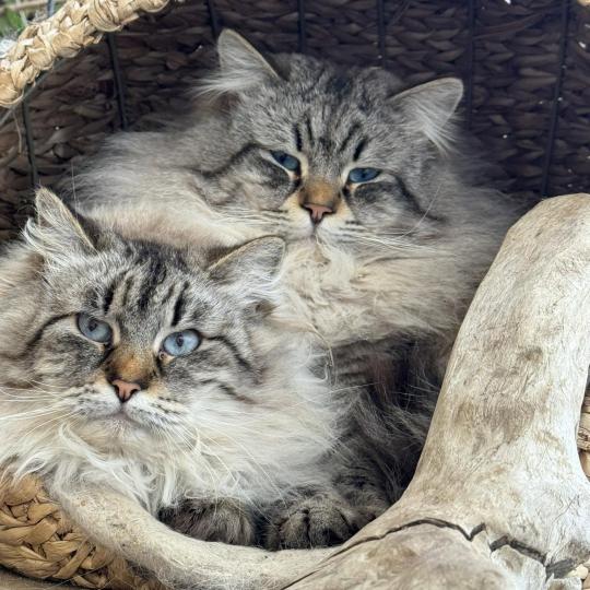 chat Sibérien seal tabby point NEFRYT KOCI GAJ*PL Chatterie des Nuits d'Or