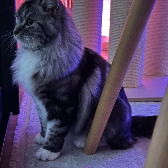 chat Sibérien Willow de l'Univers Sibérien Chatterie des Nuits d'Or