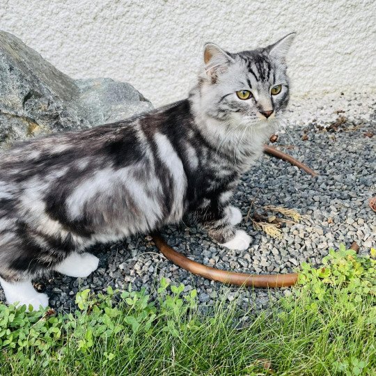 chat Sibérien black silver blotched tabby & blanc Willow de l'Univers Sibérien Chatterie des Nuits d'Or