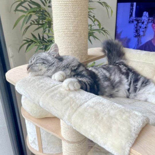 chat Sibérien black silver blotched tabby & blanc Willow de l'Univers Sibérien Chatterie des Nuits d'Or