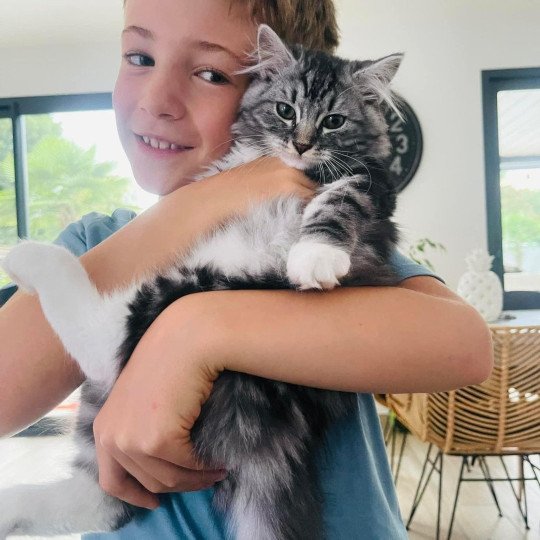 chat Sibérien black silver blotched tabby & blanc Willow de l'Univers Sibérien Chatterie des Nuits d'Or