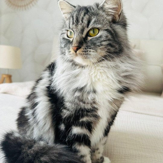 chat Sibérien black silver blotched tabby & blanc Willow de l'Univers Sibérien Chatterie des Nuits d'Or