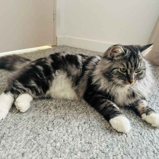 chat Sibérien black silver blotched tabby & blanc Willow de l'Univers Sibérien Chatterie des Nuits d'Or