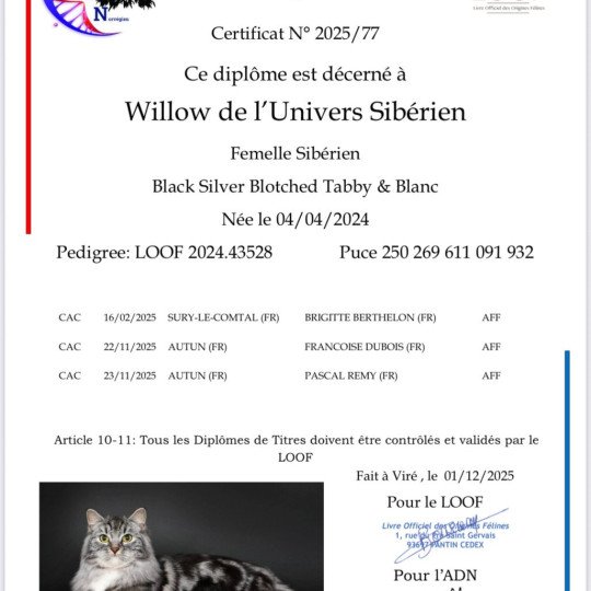chat Sibérien black silver blotched tabby & blanc Willow de l'Univers Sibérien Chatterie des Nuits d'Or
