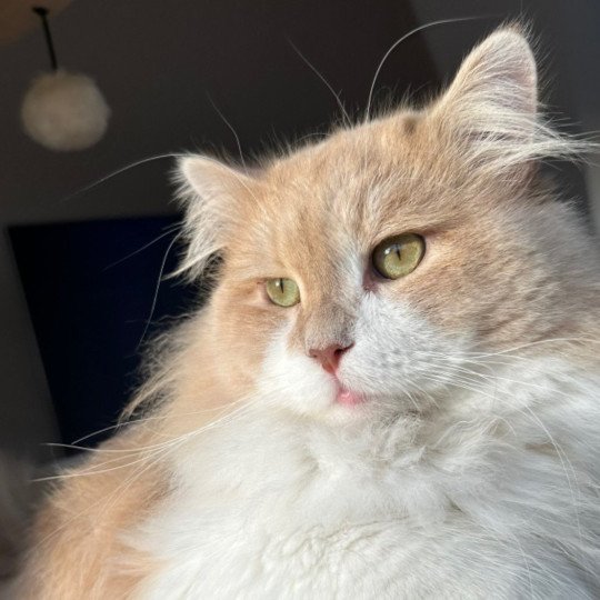 ZEUS NEVSKIY MODERN 🇷🇺 Mâle Sibérien