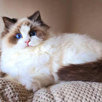 Élevage Ragdoll et Sibérien en Bourgogne