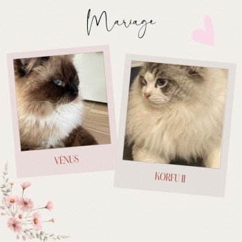 Portée Vénus ❤ Korfu II Koci Éden*PL 2025