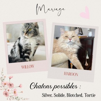 Portée Willow ❤ Haroon Phantom Cats