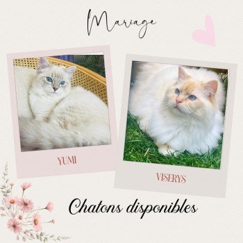 Portée Yumi ❤ Viserys Rosabella 2025